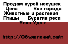 Продам курей несушек › Цена ­ 350 - Все города Животные и растения » Птицы   . Бурятия респ.,Улан-Удэ г.